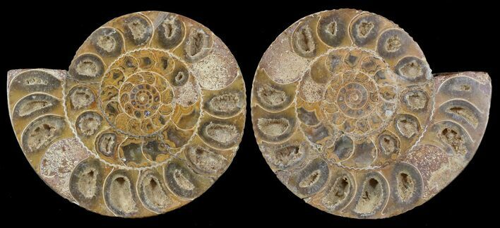 Cut & Polished Ammonite (Perisphinctes) Fossil #53863